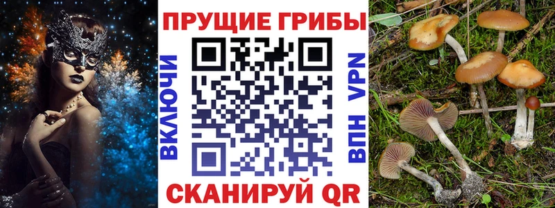 Псилоцибиновые грибы Psilocybe Салаир