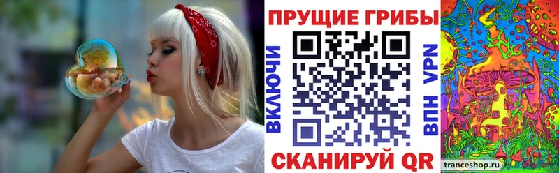 закладки  Салаир  Галлюциногенные грибы MAGIC MUSHROOMS 